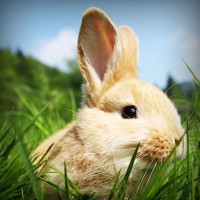 /album/alejandracur/photolia-a03-jpg/